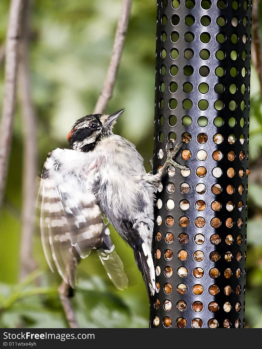 Downy Woodpecker