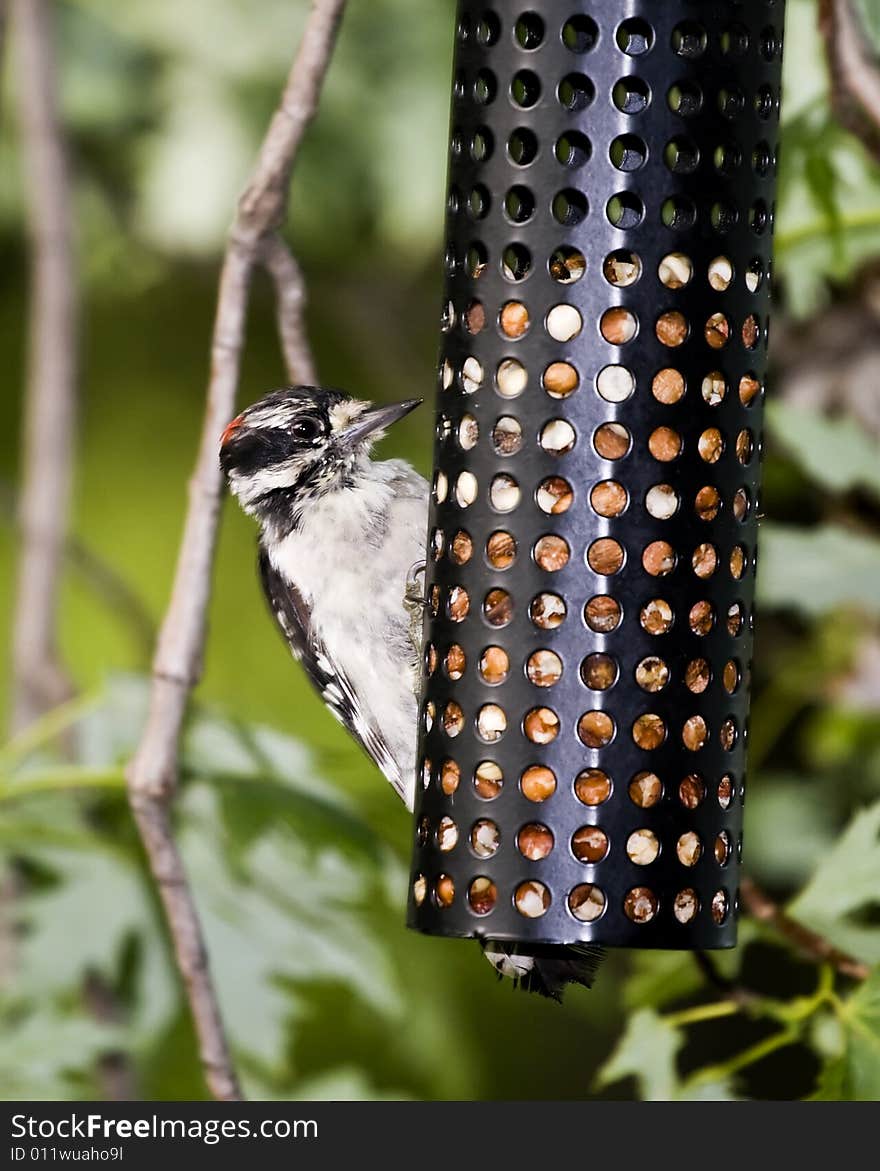 Downy Woodpecker