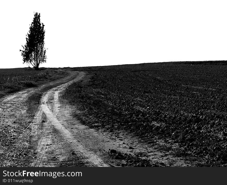 High key picture of lonely tree in an agricultural land