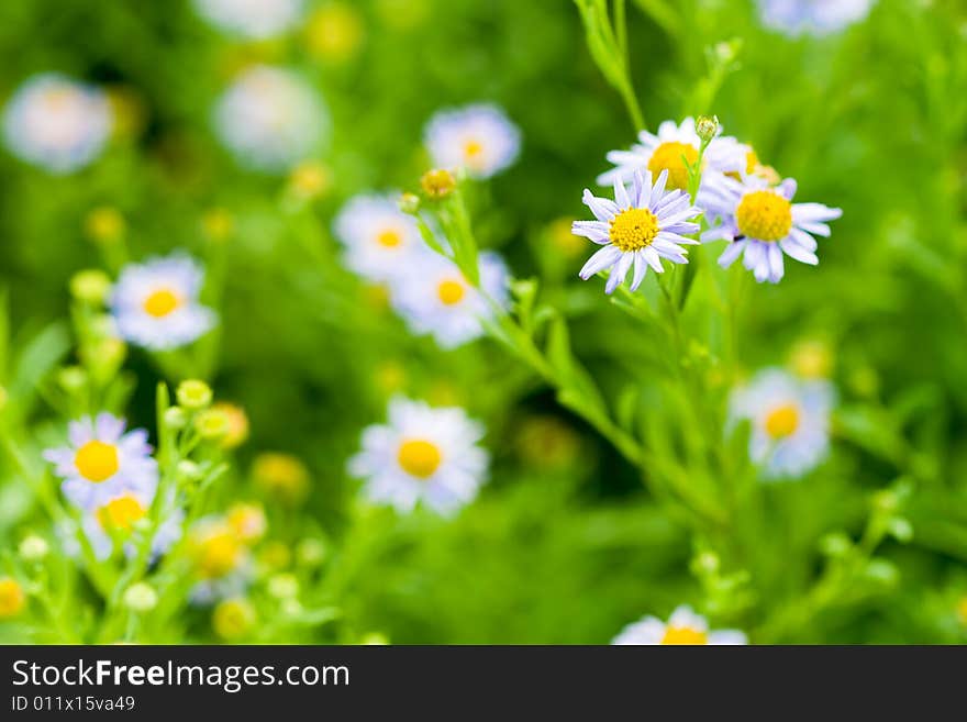 Violet flowers natural green background. Violet flowers natural green background