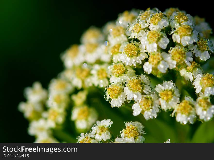 White wet flowers natural background