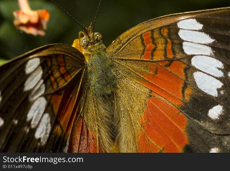 Butterfly in the natural environment