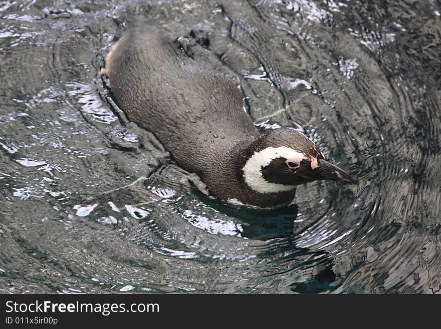 Penguins in Lisbon's aquarium, Portugal