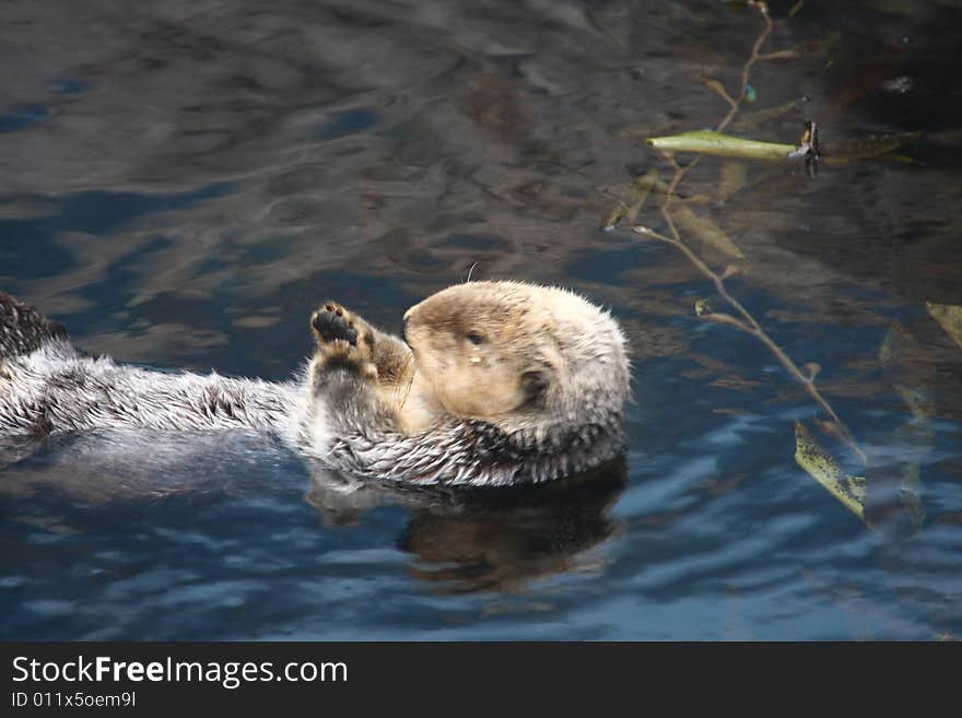 Swimming otter in Lisbon's aquarium, Portugal.