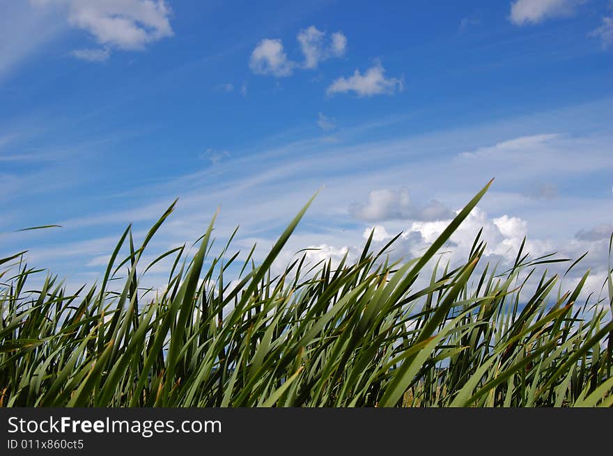 Green Field and blue sky. Green Field and blue sky