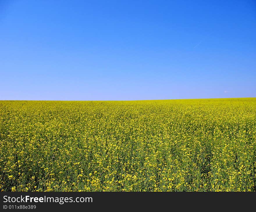 Summer meadow under bright blue sky