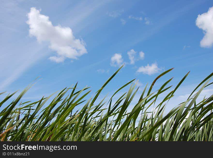 Green Field and blue sky. Green Field and blue sky