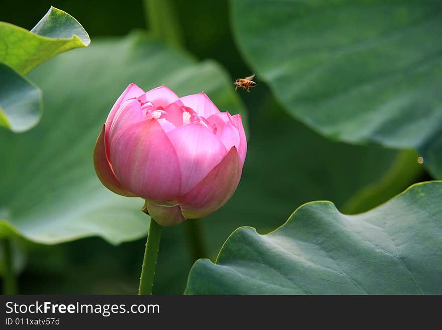 Bee and flower