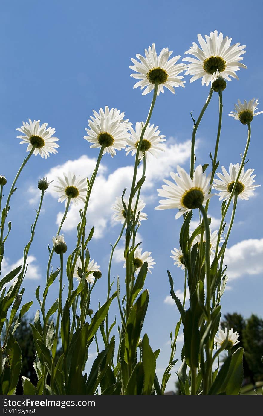 White flowers representing growth shot from below.