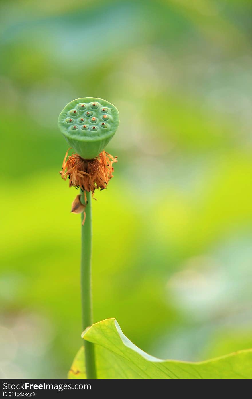 Mature Fruit