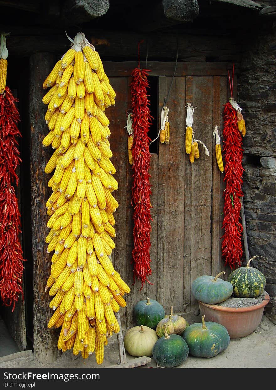 Many corn cobs and peppers hanging in the door, several pumpkins on the ground. Many corn cobs and peppers hanging in the door, several pumpkins on the ground