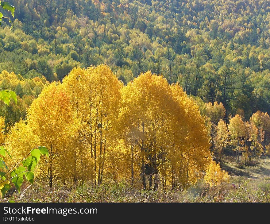 Golden trees was glittery in the sun