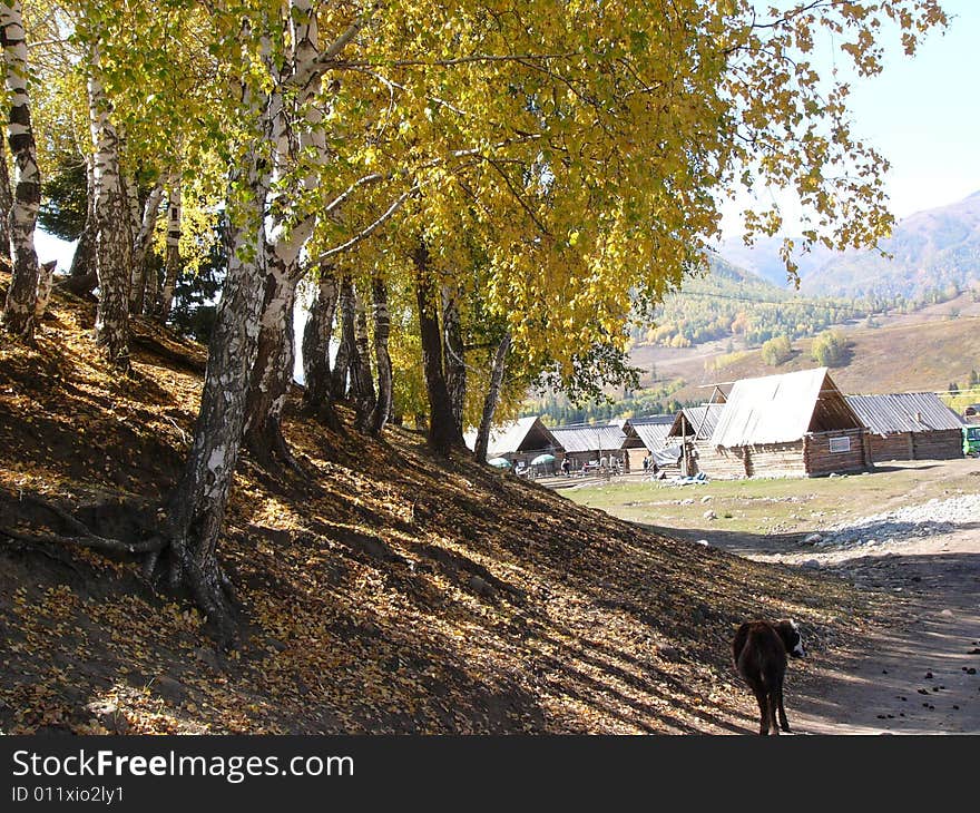 Yak on the country road