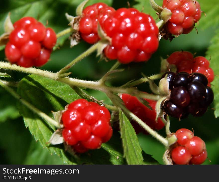 Wild Rasberries