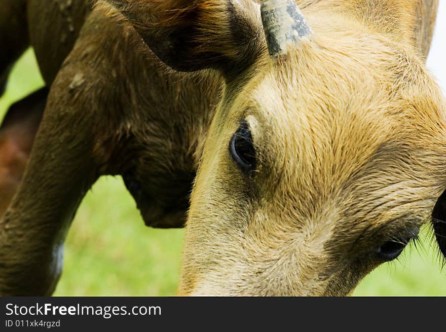 The water buffalo at the meadow