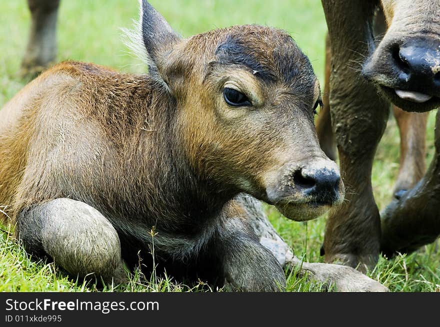 The water buffalo at the meadow