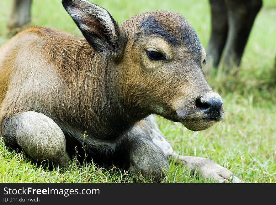 The water buffalo at the meadow