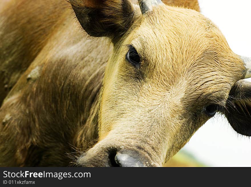 The water buffalo at the meadow