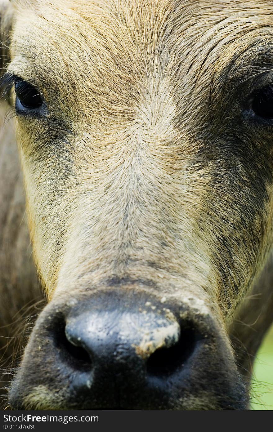 The water buffalo at the meadow