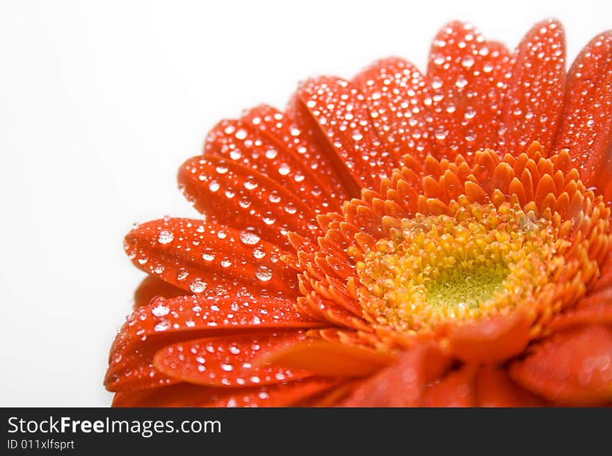 Tender red daisy on white with water-drops