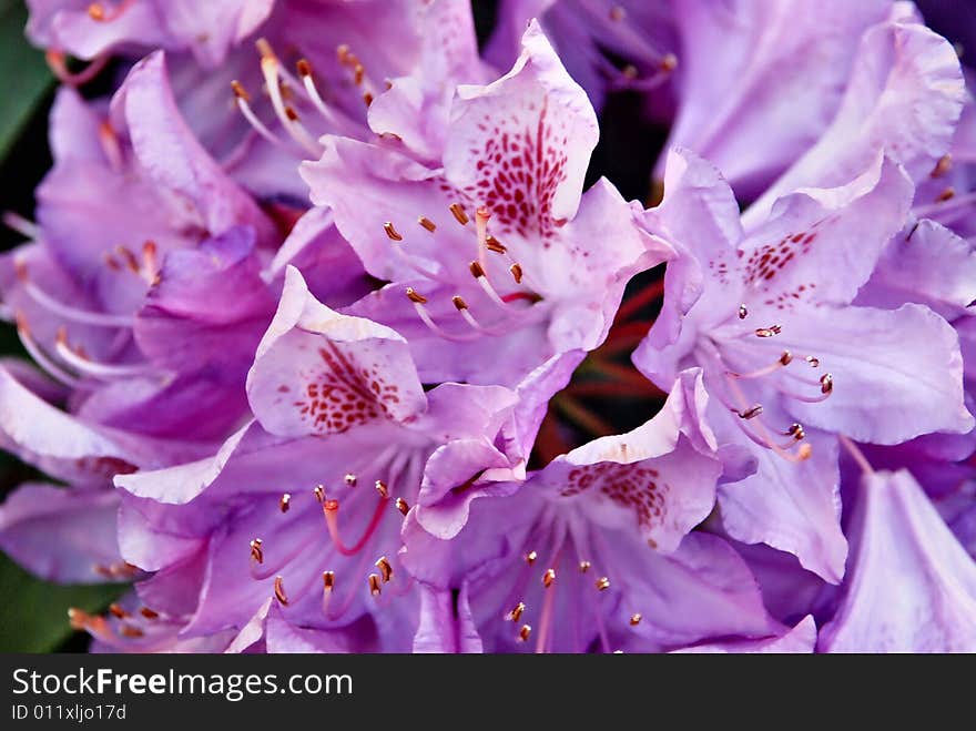 Macro of cluster of tiny sweetrocket blooms. Macro of cluster of tiny sweetrocket blooms