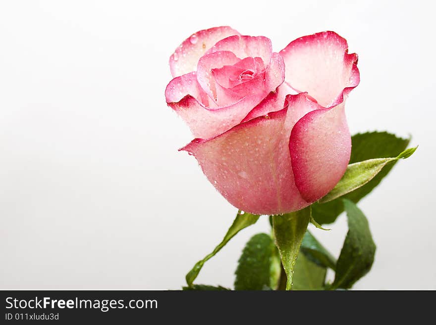 PInk rose on white with water-drops