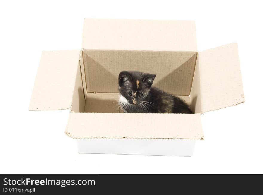 Cute kitten in a cardboard box isolated on white. Cute kitten in a cardboard box isolated on white