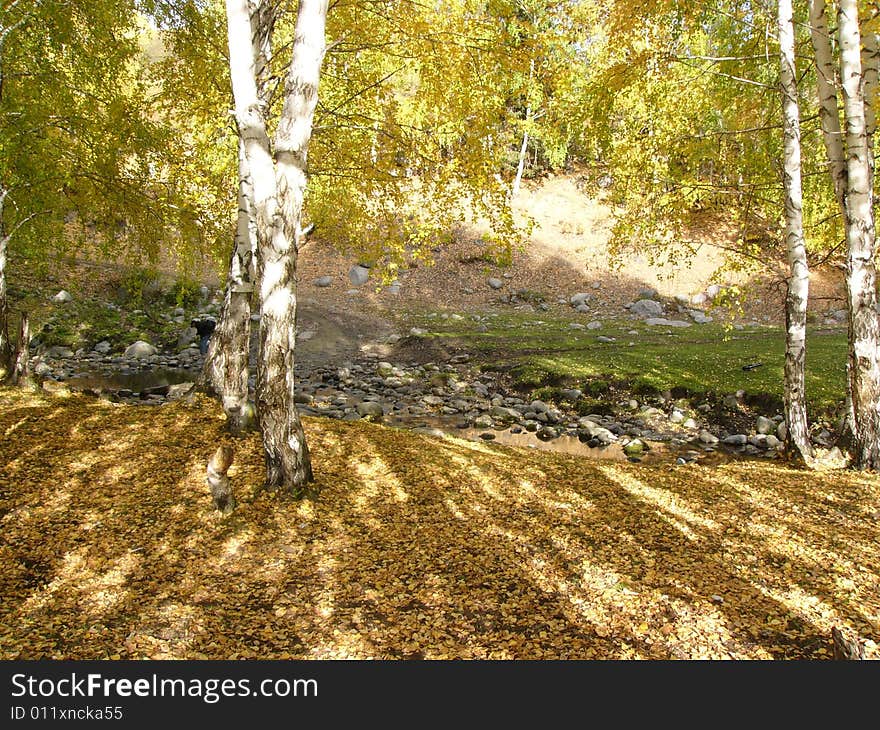 In autumn ,all the leaves of silver birch turn to golden.The sunshine give the silver birch a beautiful shadow on the golden leaves. In autumn ,all the leaves of silver birch turn to golden.The sunshine give the silver birch a beautiful shadow on the golden leaves.