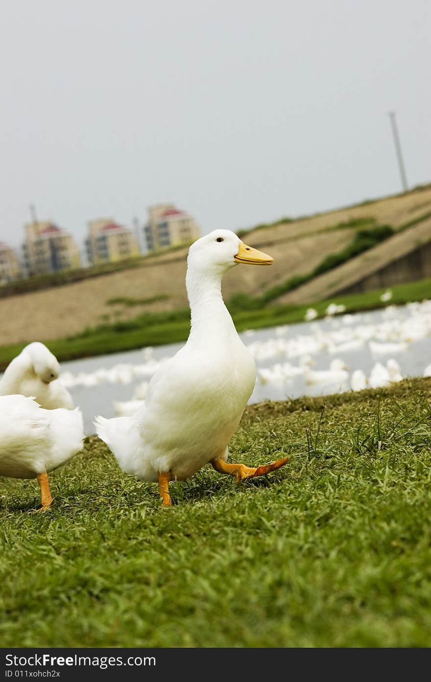 The duck in the grasses of  a meadow .