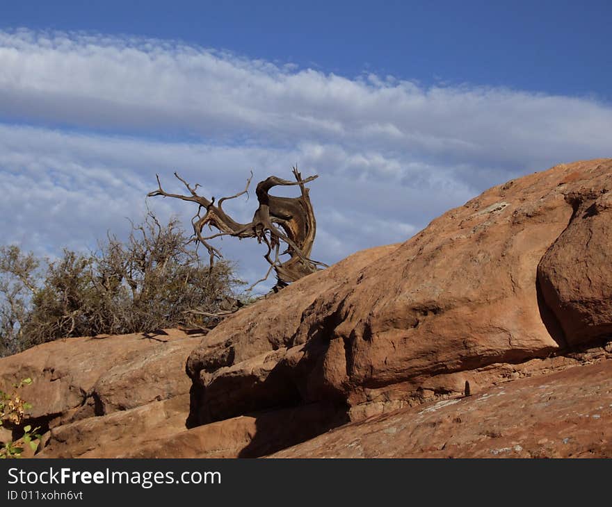 Dead Tree In Arches