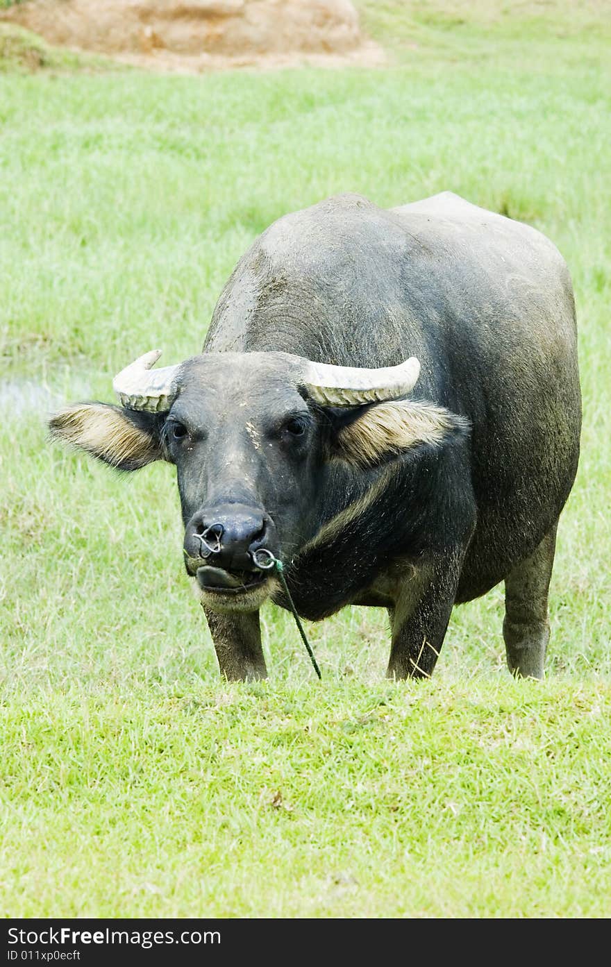 The water buffalo at the meadow