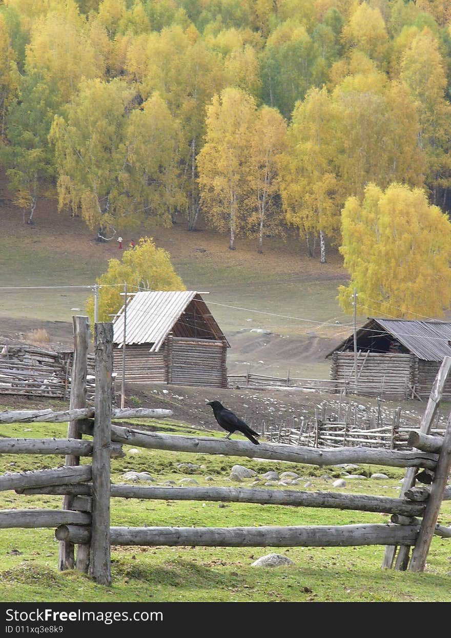 Trees, log cabin,barrier,bird,consist a leisure landscape. Trees, log cabin,barrier,bird,consist a leisure landscape.