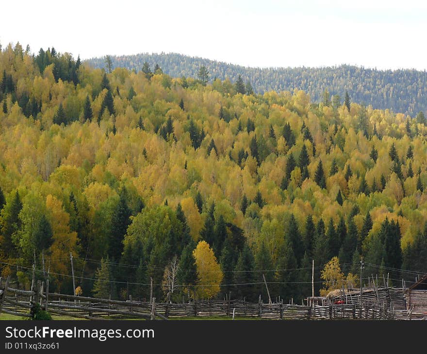 Silver birch forest