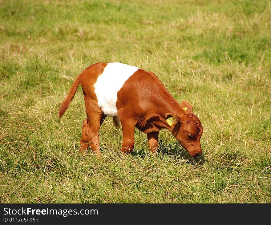 A dutch belted calf in a meadow. A dutch belted calf in a meadow