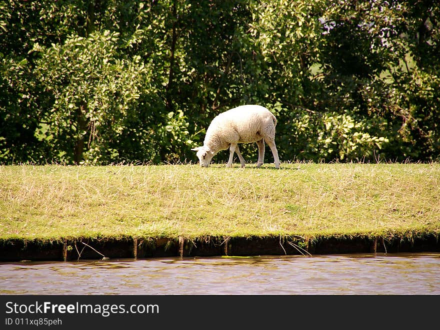 A lamb grazing at the dike. A lamb grazing at the dike