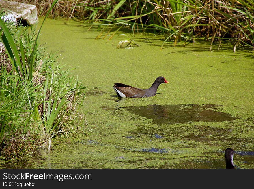 A little crake in a ditch with duckweed