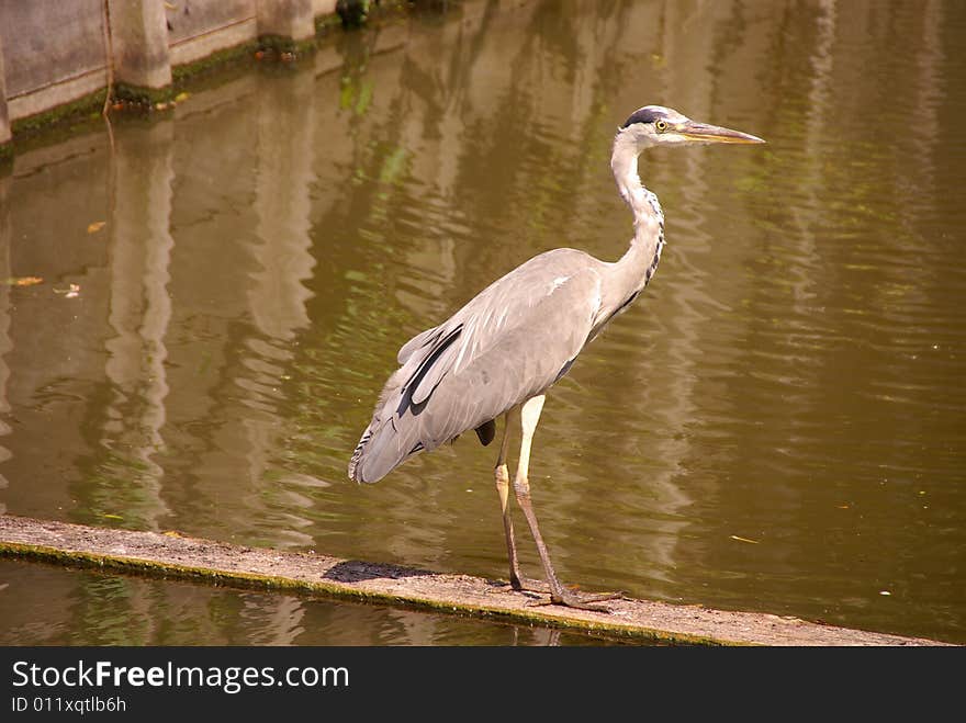 A grey heran standing at the waterside. A grey heran standing at the waterside