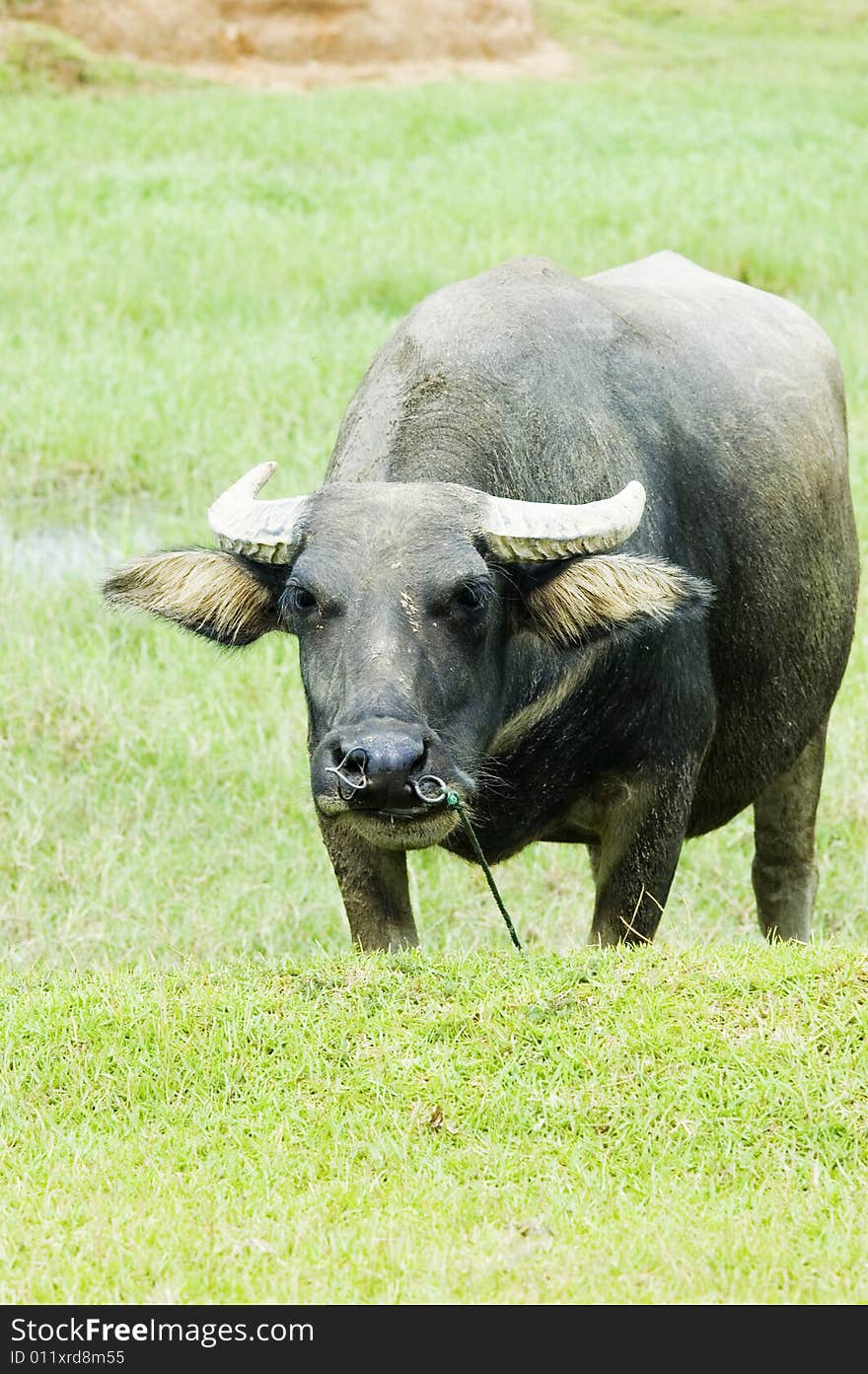 The water buffalo at the meadow