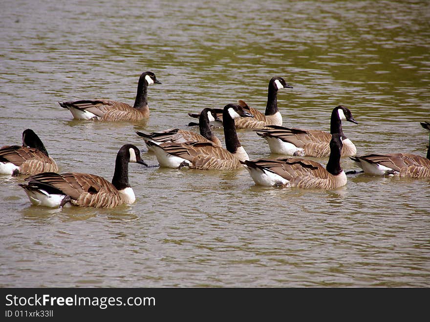 Canada geese swimming in the water. Canada geese swimming in the water