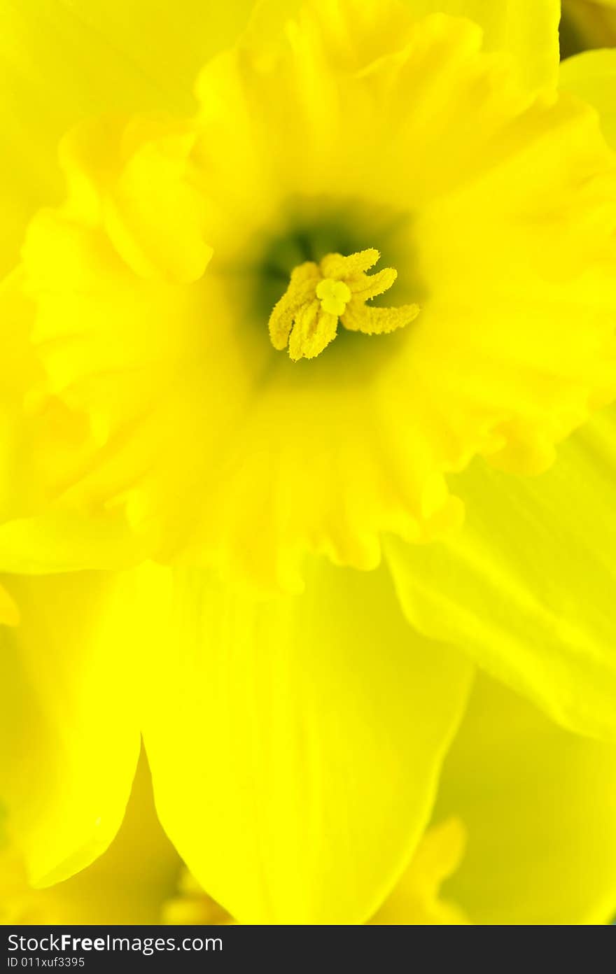 Daffodils isolated against a white background