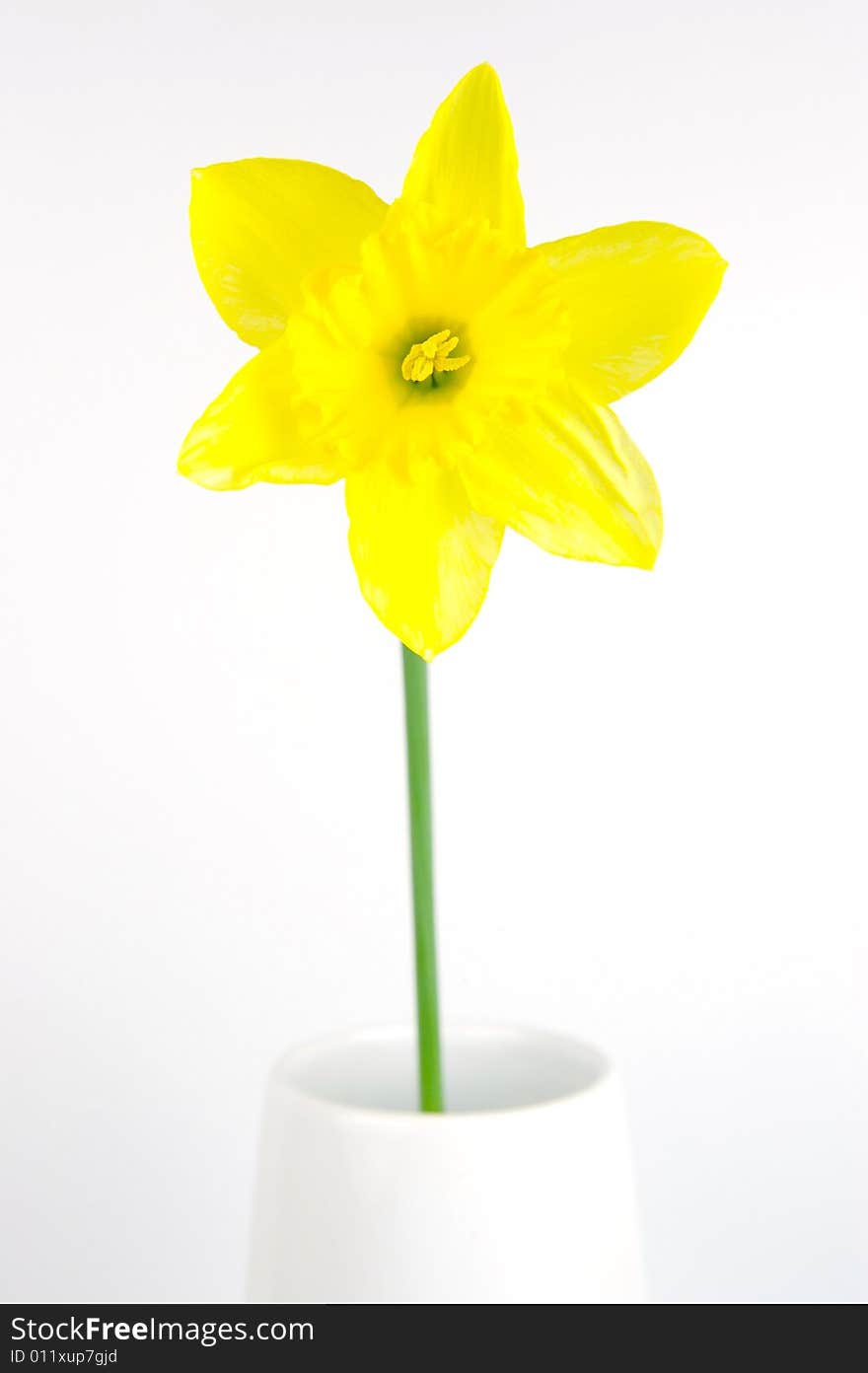 Daffodils isolated against a white background