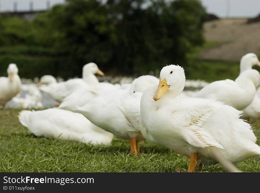 The duck in the grasses of  a meadow .