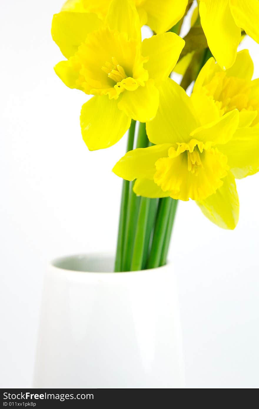 Daffodils isolated against a white background