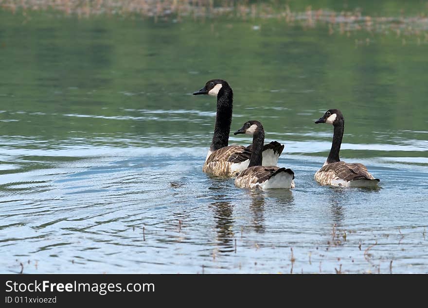 Canada Geese