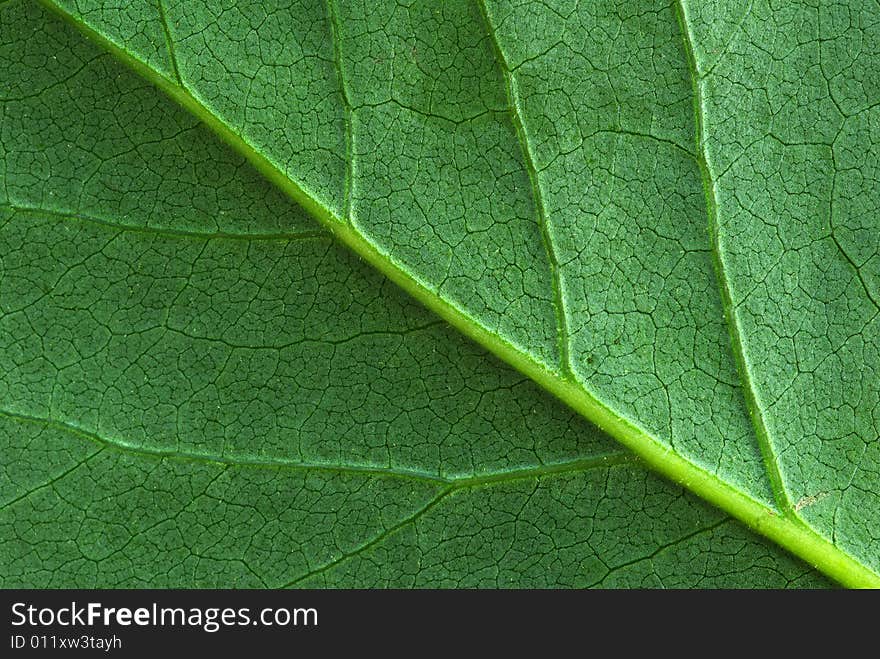 Structure of leaf natural background. Structure of leaf natural background