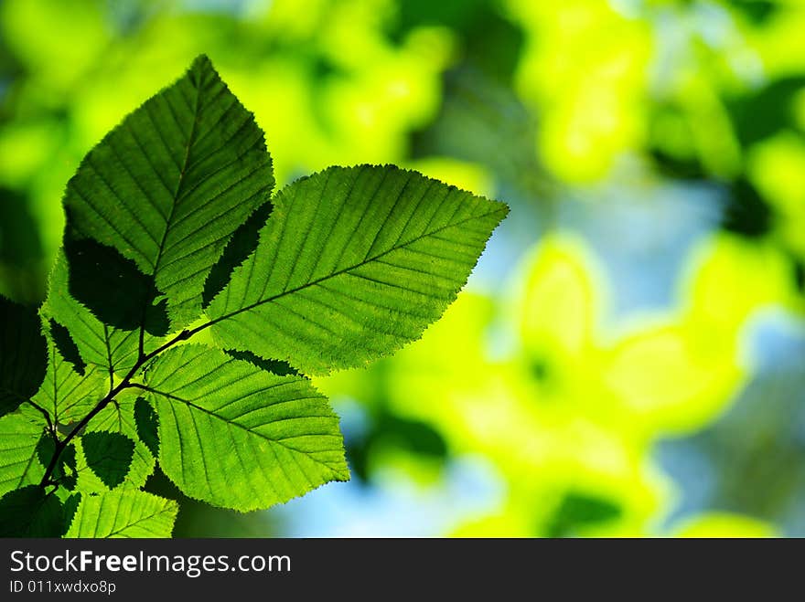 Green leaves background in sunny day