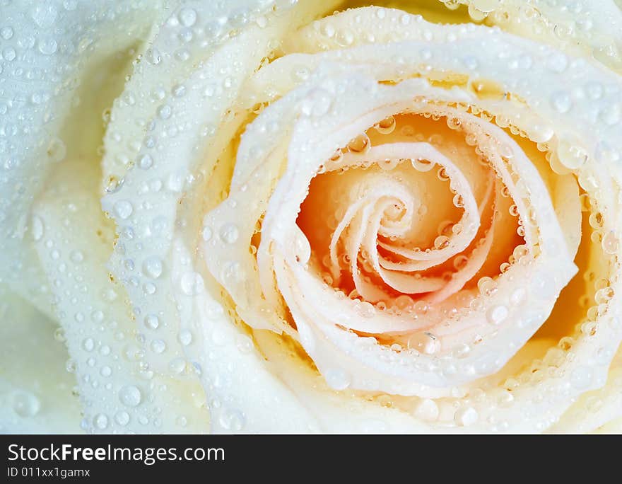 White Rose