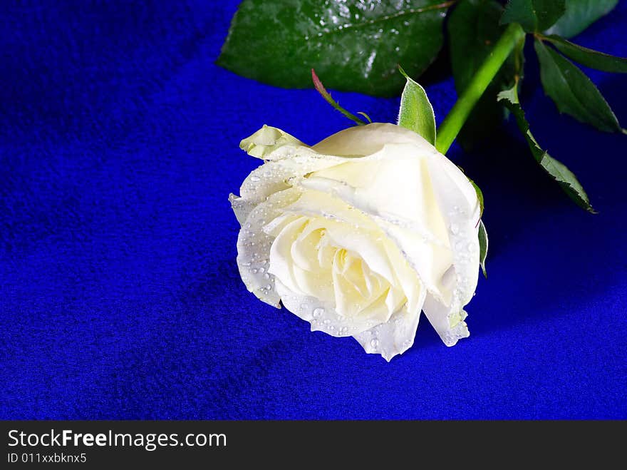 White rose is isolated on a blue background