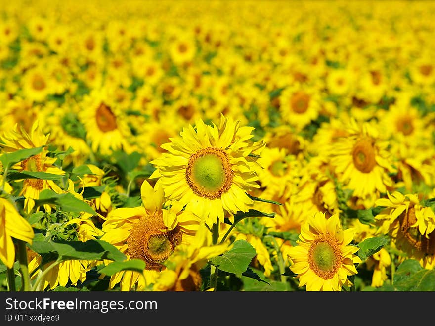 Closeup of a bright yellow sunflower. Closeup of a bright yellow sunflower