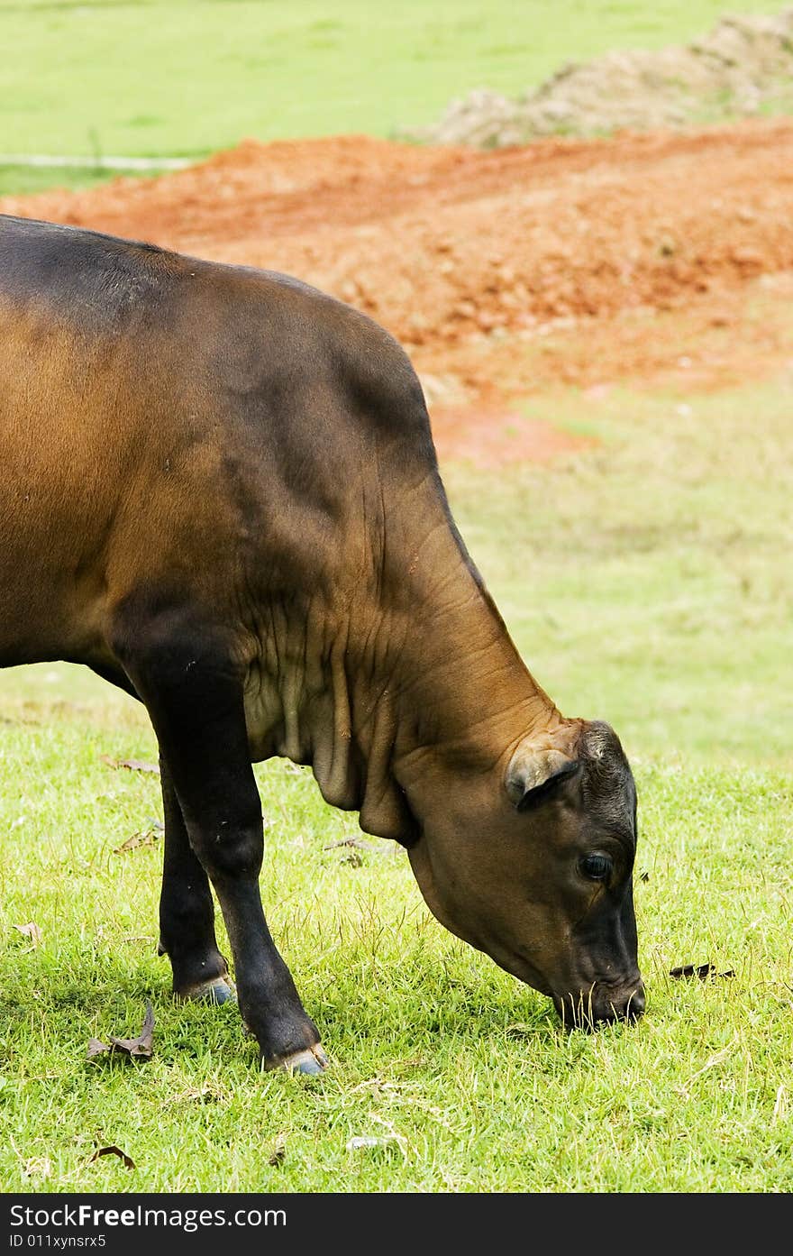 Water buffalo